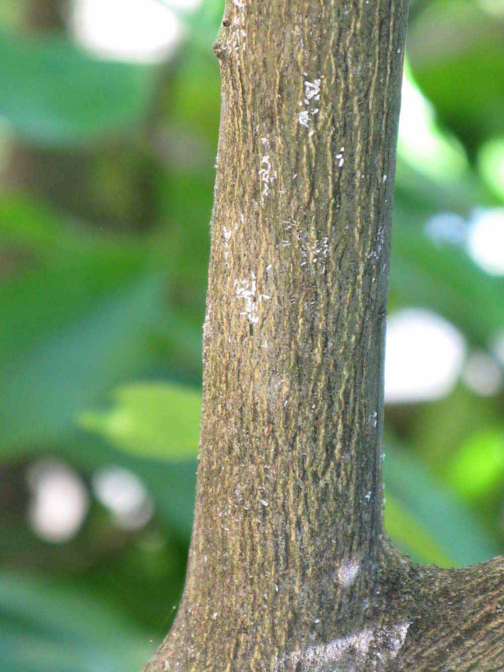            Second - third year twig (Sanguinelli, Winter Haven, FL)   